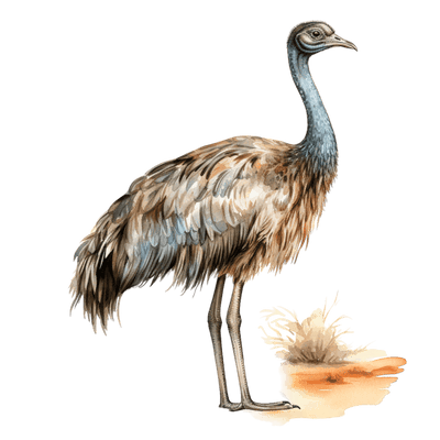 Emu Standing Tall DTF (direct-to-film) Transfer