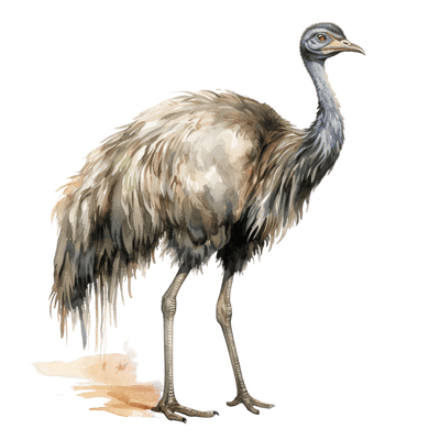 Emu Standing Up DTF (direct-to-film) Transfer