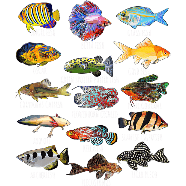 Fish of all Types DTF (direct-to-film) Transfer – Twisted Image Transfers