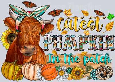 Cutest Cow in the Pumpkin Patch