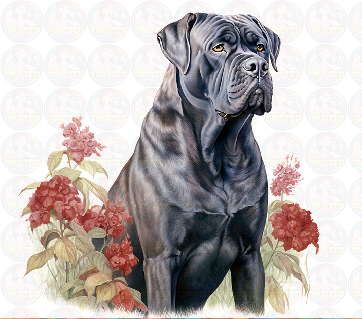Cane Corso S – Twisted Image Transfers